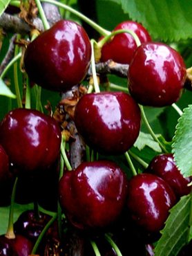 Черешня Китаевская черная (1 шт)