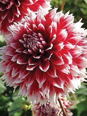 Георгина декоративная бахромчатая Red and White Fubuki (1 шт)