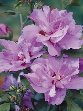 Гибискус сирийский Ardens (весна) (1 шт)