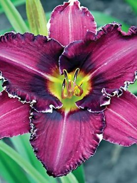 Лилейник гибридный Nature's Showman (1 шт)