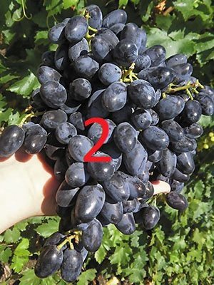 Виноград Академик (2 шт) - 3
