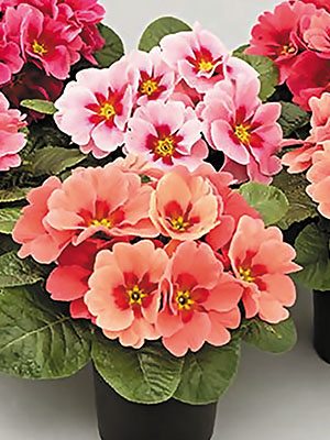 Примула Elba Rasberry Shades F1 (3 шт) - 1