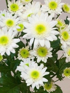 Хризантема зрізна Dalian White (3 шт) - 1