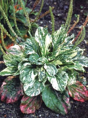 Подорожник большой Variegata, пестрая листва (20 шт) - 1
