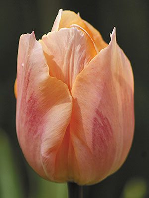 Тюльпаны Простые ранние Apricot Beauty 10/11 (3 шт) - 1
