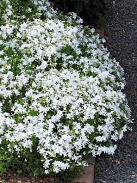 Флокс шиловидный White Delight (1 шт)