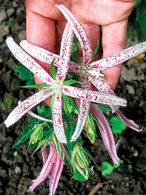 Колокольчик точечный Pink Octopus (1 шт) - 1