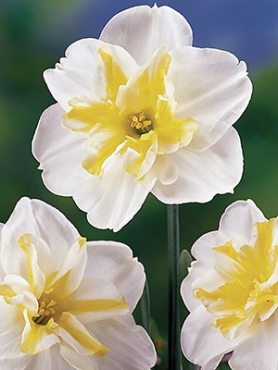 Нарциссы Разрезнокорончатые Lemon Beauty 10/12 (20 шт)