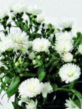 Айстра гібридна Victoria Quito White
