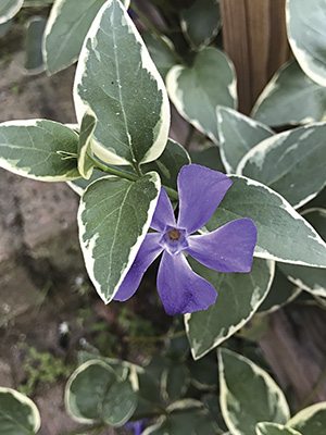 Барвінок малий ф. argenteo-variegata (1 шт) - 1