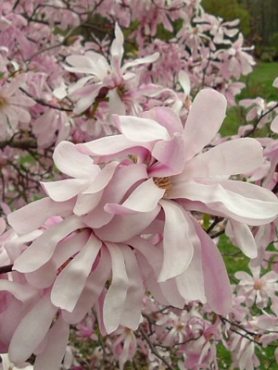 Магнолия звёздчатая Rosea(1 шт)