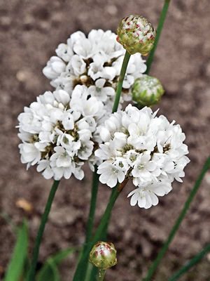Армерия широколистная Ballerina White (1 шт) - 1
