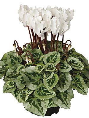 Цикламен среднецветковый Super Picasso Cream White F1    (1 шт) - 1