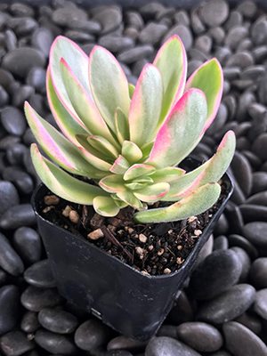 Толстянка свазилендская Variegata (1 шт)