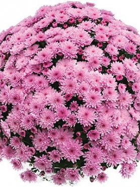 Хризантема мелкоцветковая низкорослая Branfountain Pink (3 шт)