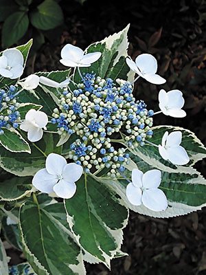 Гортензия крупнолистная Mariesii Variegata (1 шт) - 1