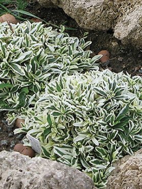 Арабис Фердинанда Кобургского Variegata (1 шт)