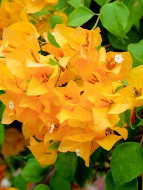 Бугенвиллея Nord Star Yellow (1 шт)