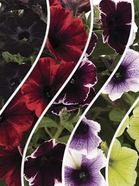Петуния полуампельная Sweetunia, смесь (6 шт)