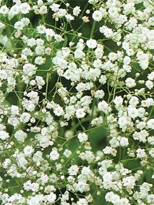 Гипсофила метельчатая Snowflake, белая махровая (0,2 г) - 1