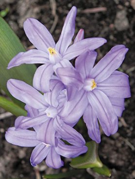 Хионодокса Люцилии Violet Beauty 45 (5 шт)