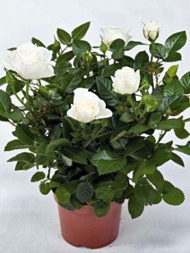 Роза кімнатні White Star (1 шт)