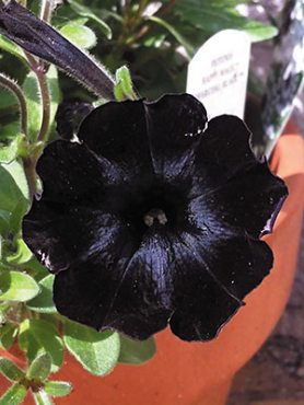 Петуния полуампельная Happy Magic Charcoal Black (6 шт)