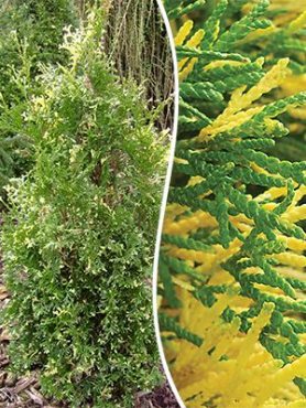 Туя західна Smaragd Variegata (1 шт)
