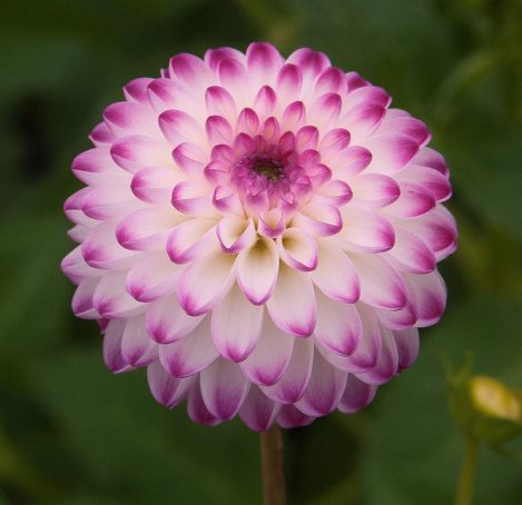 Жоржина помпонная Pink Isa (1 шт) - 1