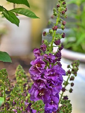 Коровяк фиолетовый Violetta (1 шт)