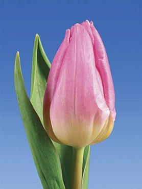 Тюльпани Тріумф Light Pink Prince 12+ (20 шт)