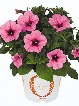Петуния гибридная SuperBloom Royal Pink (3 шт)