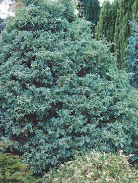 Кипарисовик горохоплодный Squarrosa (1 шт)