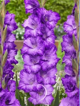 Гладиолус садовый Mauve Muse 12/14 (50 шт)