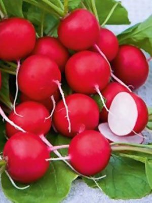 Редис Ілка (10 г) - 1