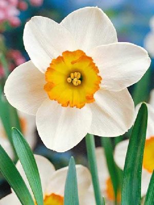 Нарциси Великокорончасті Flower Record 10/12 (20 шт) - 1