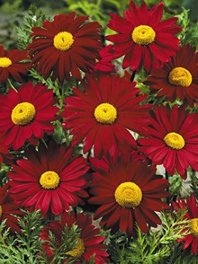 Пиретрум красный Bressicham Red (1 шт)