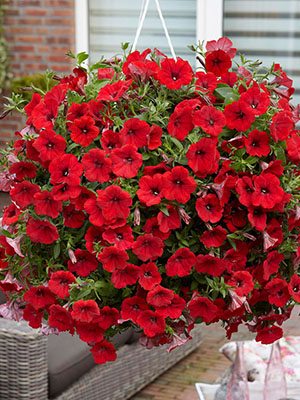 Петуния ампельная Surfinia Deep Red (6 шт) - 1