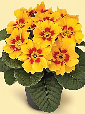 Примула El Viana Goldenyellow F1 (3 шт) - 1