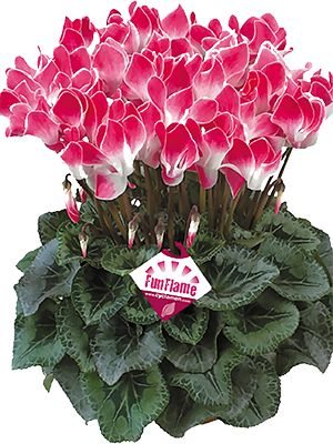 Цикламен Latinia Funflame Magenta F1 (1 шт) - 1