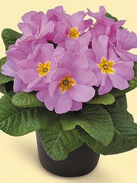 Примула Delia Light Lilac F1 (3 шт)