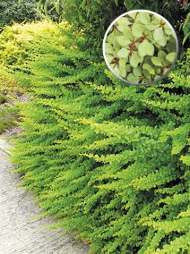 Барбарис Тунберга Green Carpet(1 шт)