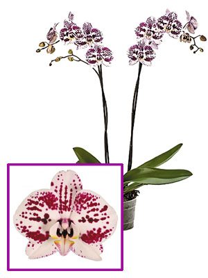 Фаленопсис гибридный Decoration (1 шт) - 1