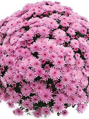Хризантема мелкоцветковая низкорослая Branfountain Pink (3 шт) - 1