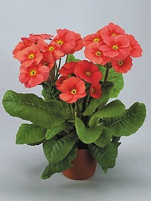 Примула высокая Stella Salmon-Red F1 (3 шт) - 1