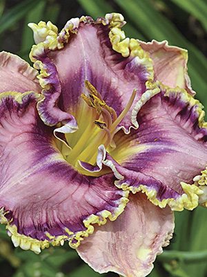 Лілійник гібридний Venetian Ruffles - 1