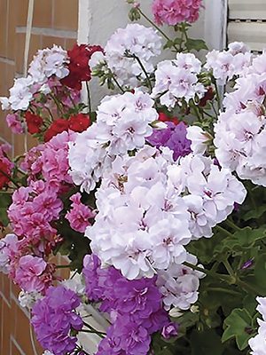 Пеларгония плющелистная, смесь (3шт)