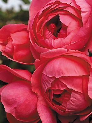 Роза флорибунда Gartenprinzessin Marie-Josе (1 шт) - 1