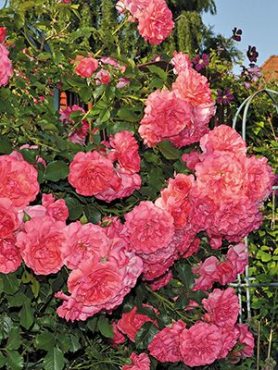 Роза шраб Rosarium Uetersen (1 шт)