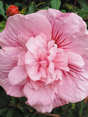 Гібіск сирійський Pink Chiffon (1 шт) - 1